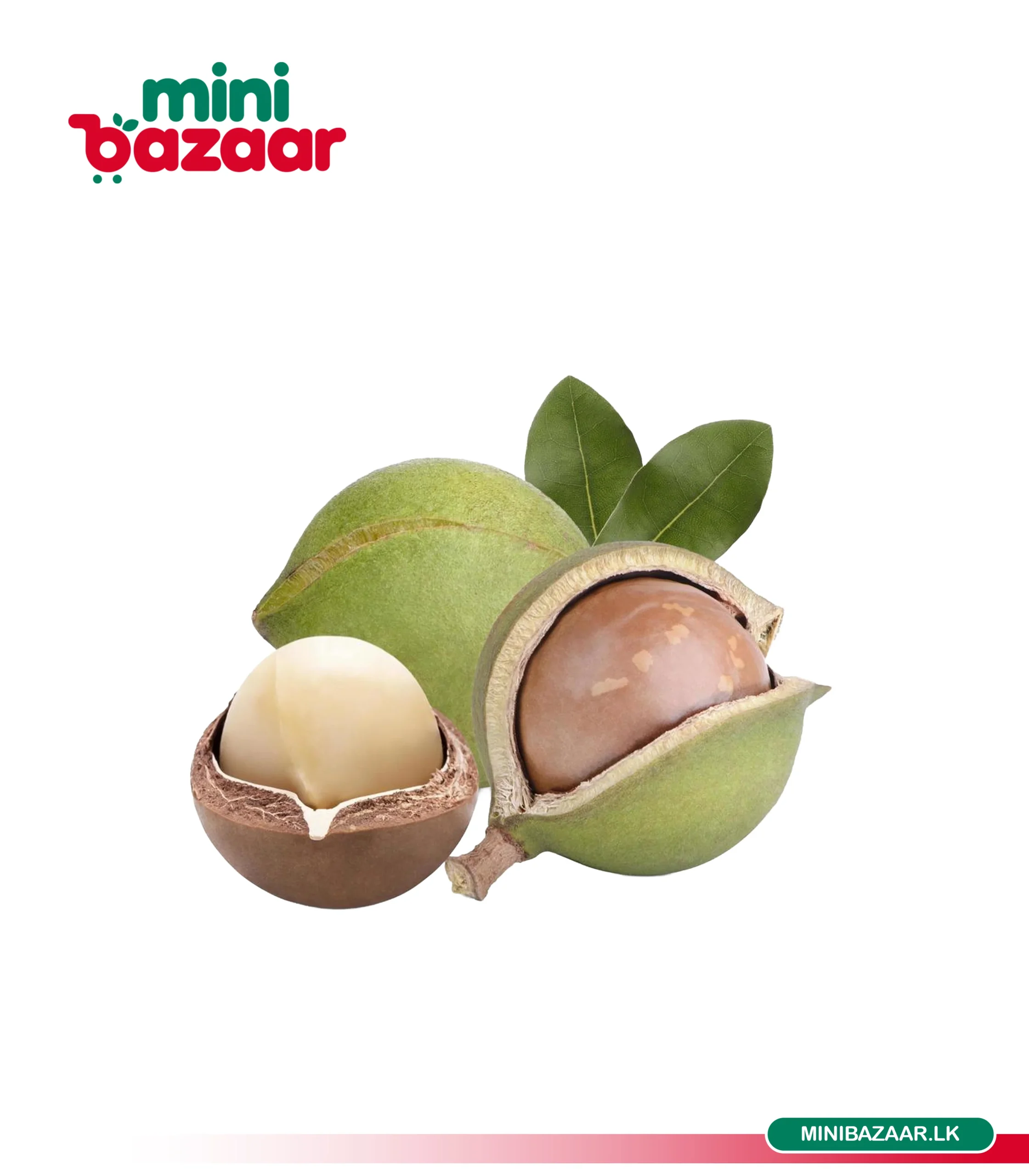 Macadamia Seeds Macadamia Seeds - Image 1
